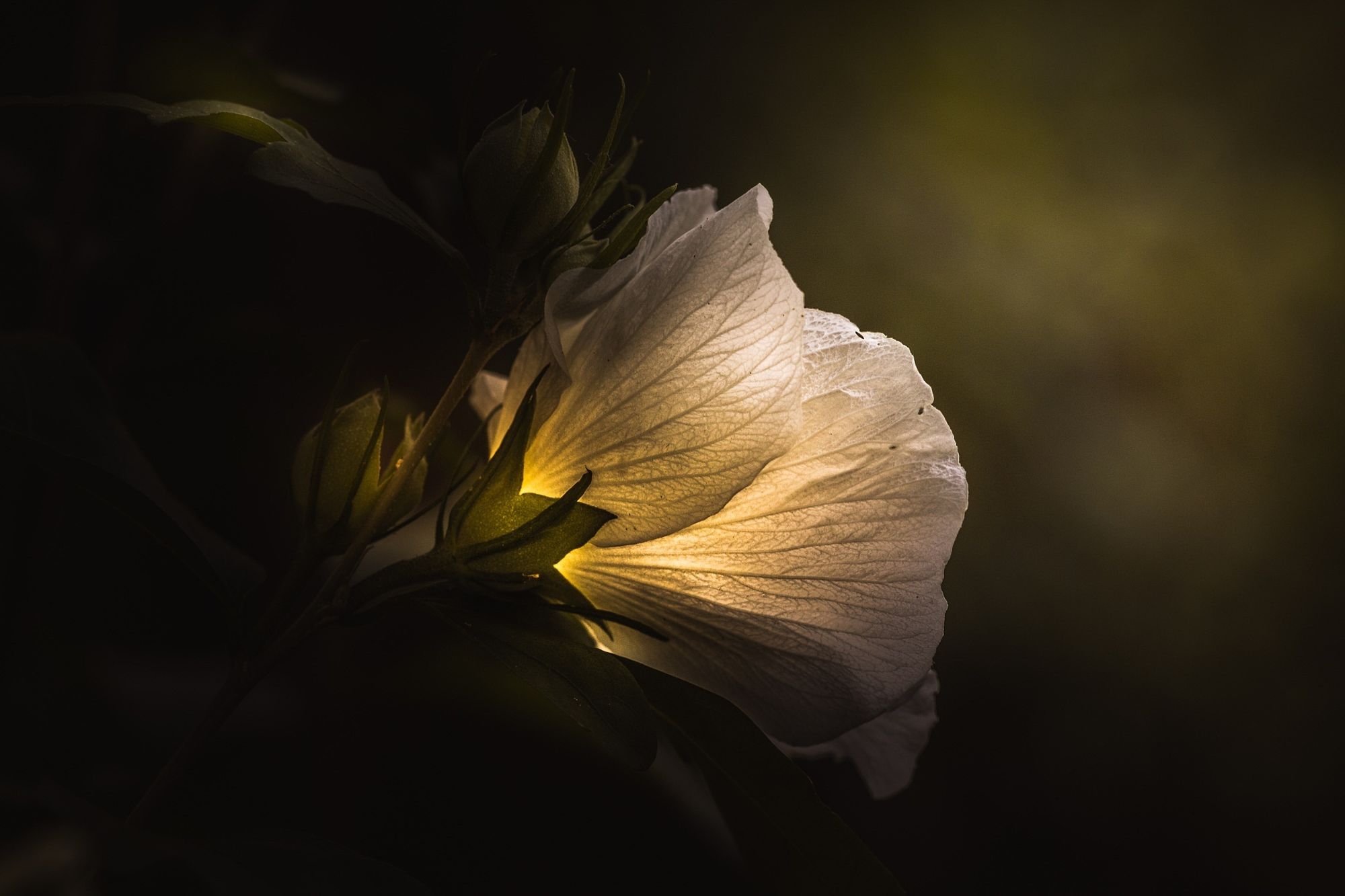 timely bloom.
